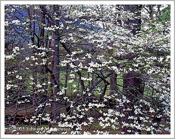 450375B  Foating Dogwoods in Cades Cove, SMNP  